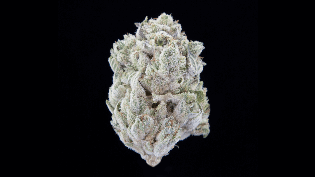 Falcanna pesticide-free cannabis flower, hand trimmed and cured, Olympic Peninsula Washington State
